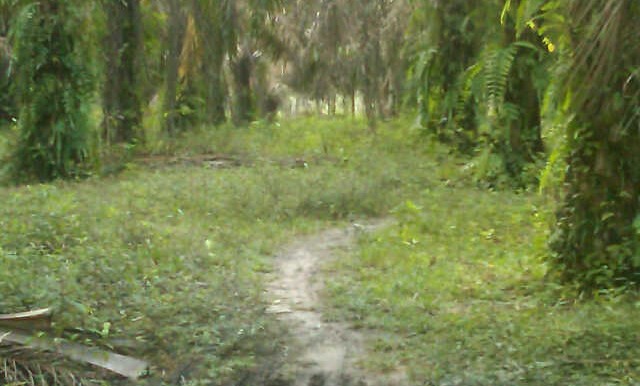 70.  Kebun Sawit S Buluh Bulian-Apriyanto (2)