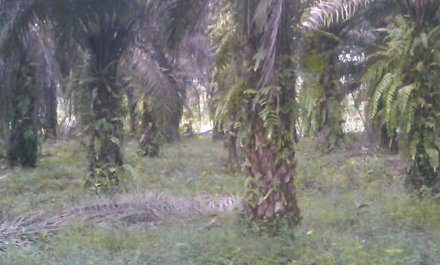 70.  Kebun Sawit S Buluh Bulian-Apriyanto (3)